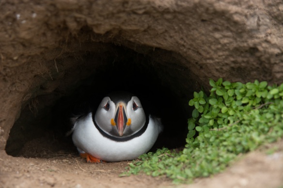 Puffin sheltering in its burrow 