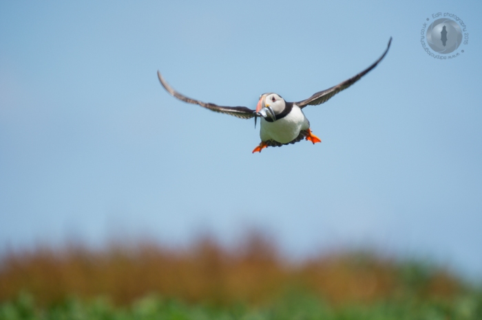 Puffin in flight on the Farne Islands